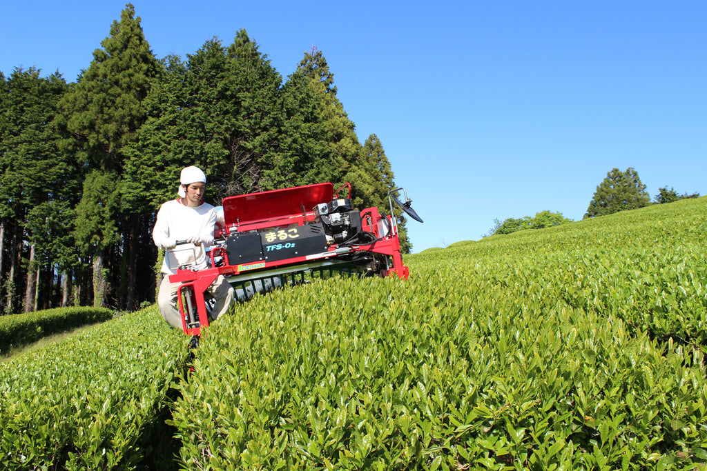 MATCHA KAZUTO  Culinary Grade