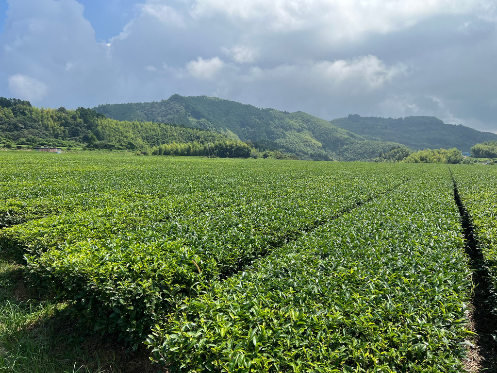 MATCHA KAZUTO  Culinary Grade