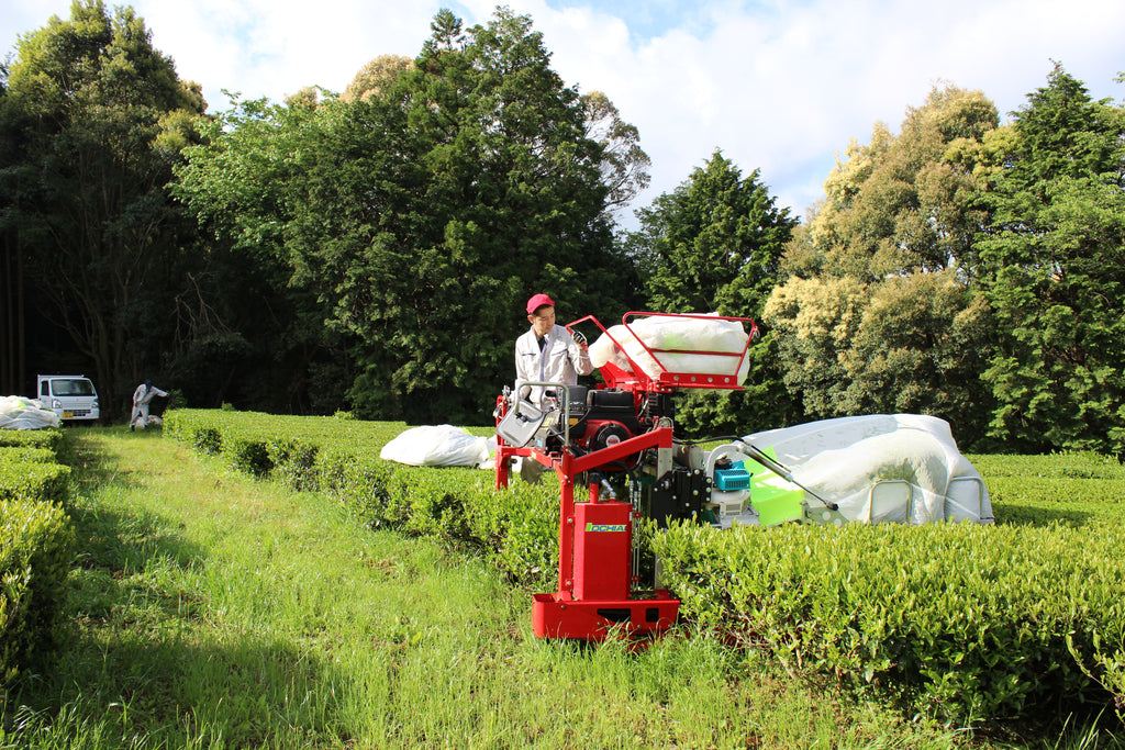 Matcha Kazuto  Premium First Harvest Ceremonial Grade
